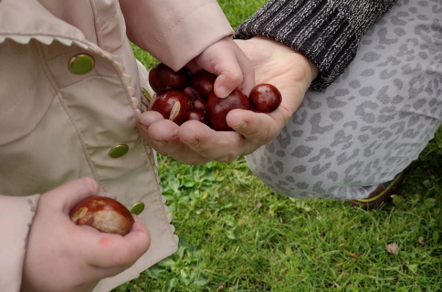 conkers.png